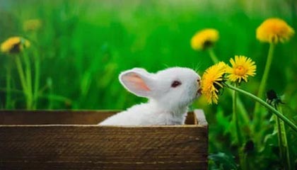 爱游戏官网-俄罗斯队重组阵容，欧洲门票争夺战打响，俄罗斯 国家队