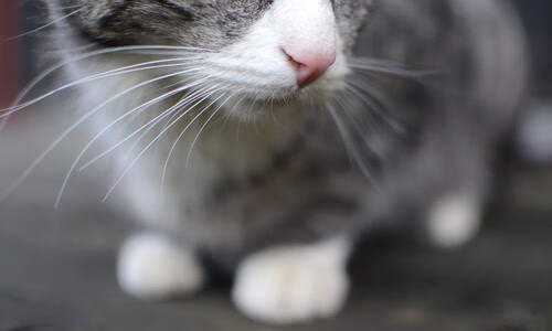 爱游戏官网-德甲策略多变：攻守转换精彩不断！，德甲打法特点