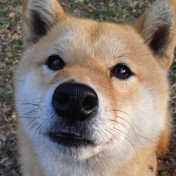 意甲激烈角逐：战术、激情、荣耀逐一呈现，意甲争4