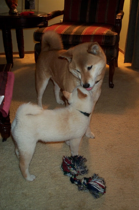 橄榄球科研项目落地多所大学，橄榄球最厉害的大学