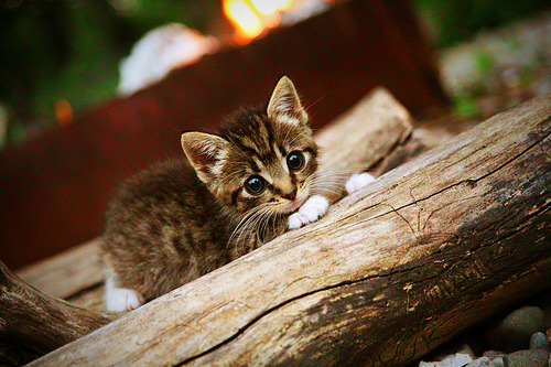 职业联赛增设女性观赛专属区域打造安全友好环境，女性赛事活动有哪些