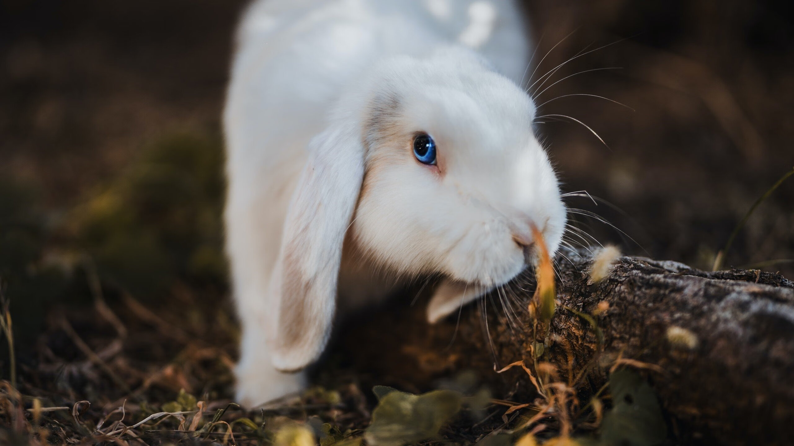爱游戏-黎巴嫩男篮在西亚锦标赛中奋勇争夺，冲击奥运耀眼目标，黎巴嫩男篮亚洲杯